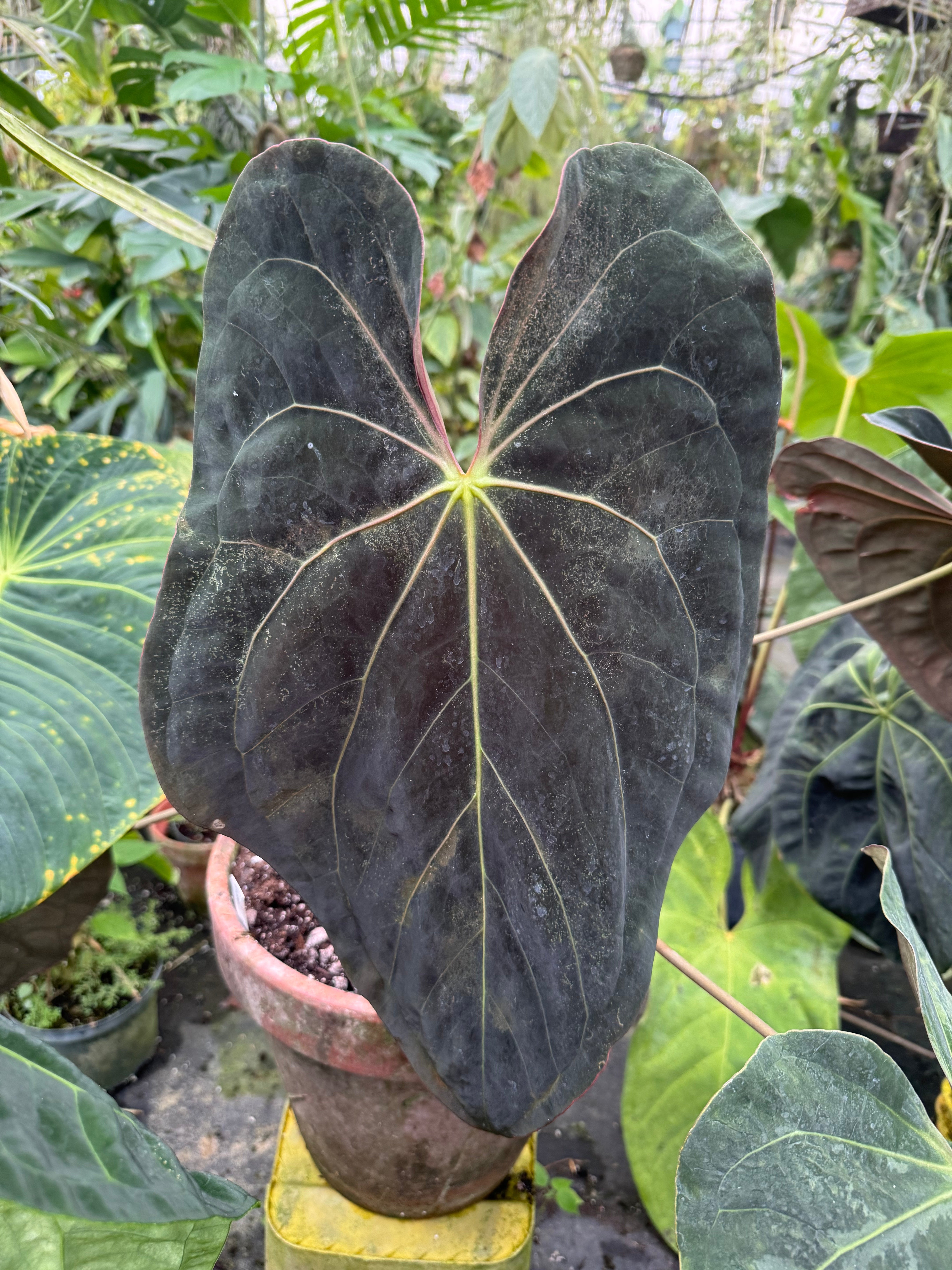 Tim Anderson Anthurium Lineage  Nice Plants Good Pots