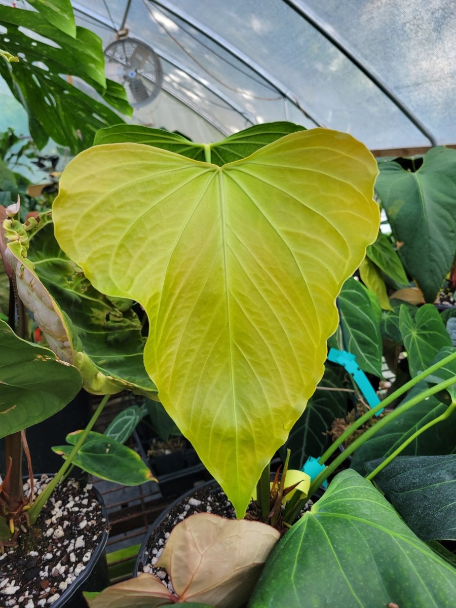 anthurium crystallinum pflege Anthurium crystallinum 'Silver Blush'