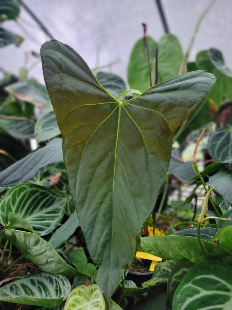 Natural Selection Exotics Anthuriums |Nice Plants Good Pots