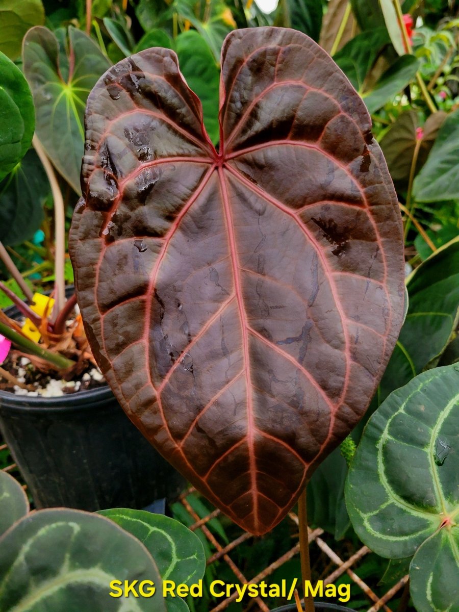 Silver Krome Gardens Anthuriums | Nice Plants Good Pots