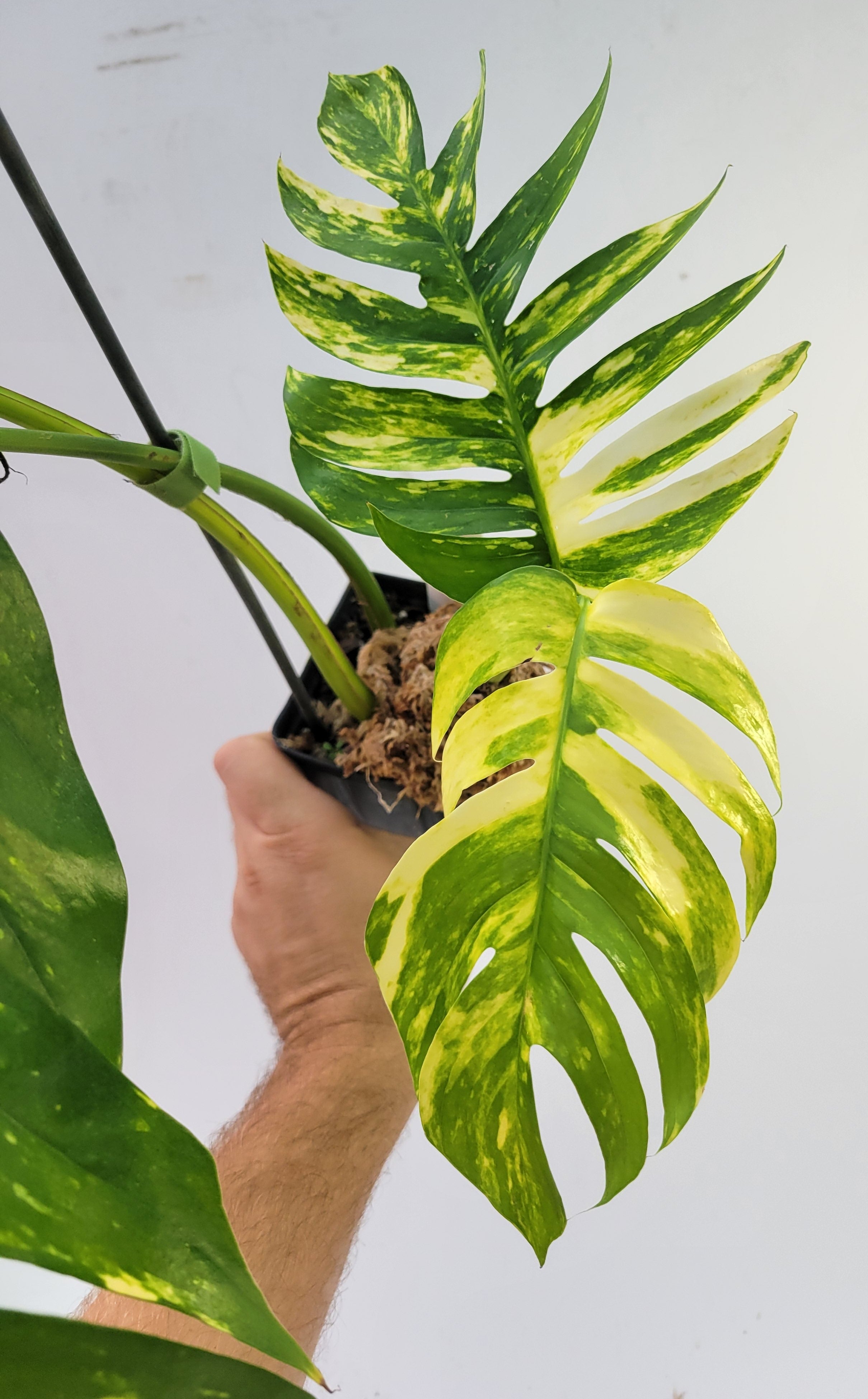 Epipremnum Yellow Flame – Zero's Plants