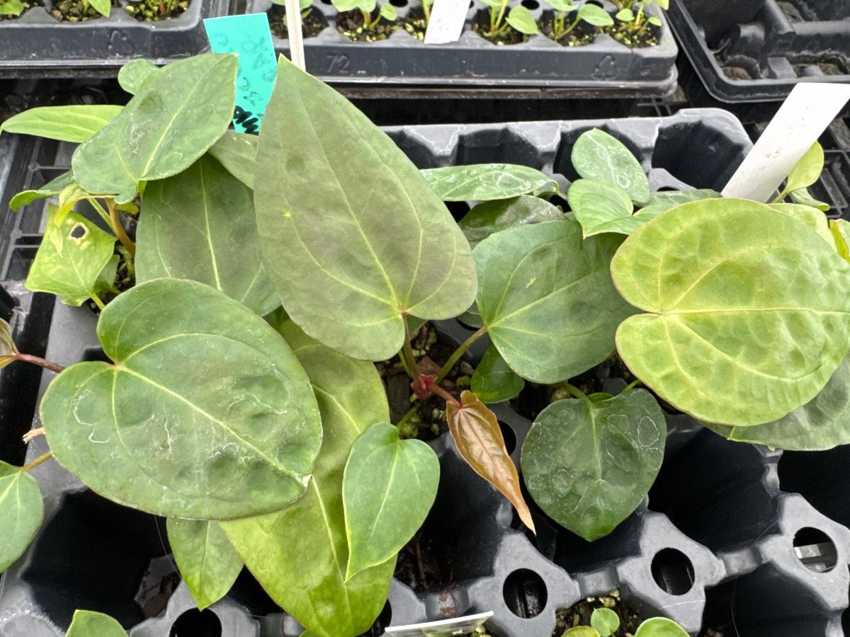 A34 Swampmannii x (Brielle x Xara / Cerrocampanense x Papillilaminum) - Nice Plants Good Pots