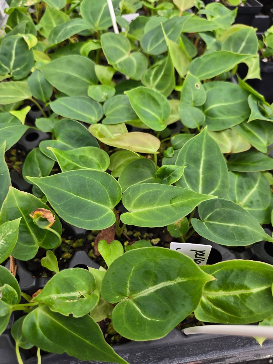 A40 yellow berry x Rotundatum x - Nice Plants Good Pots