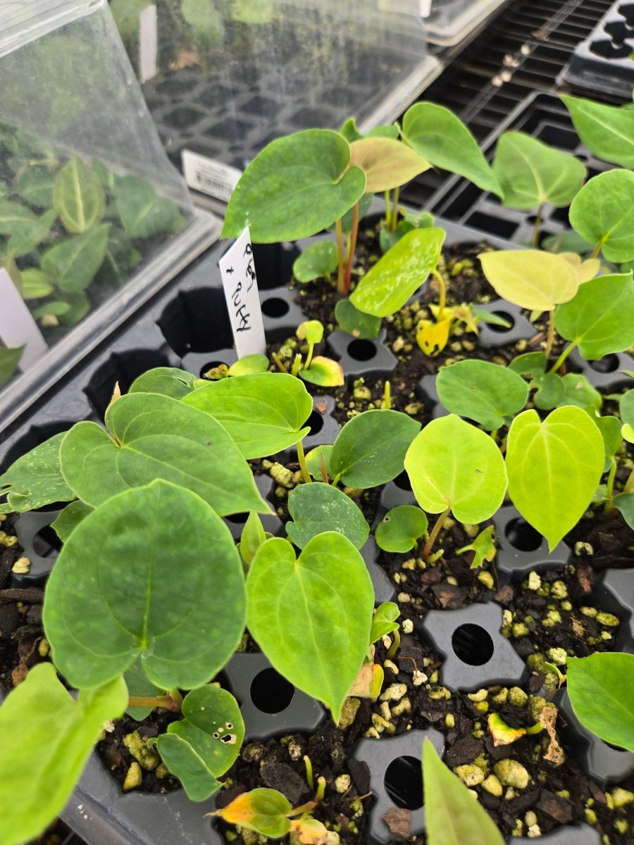 A43 nice pap 69 x Puffy pap - Nice Plants Good Pots