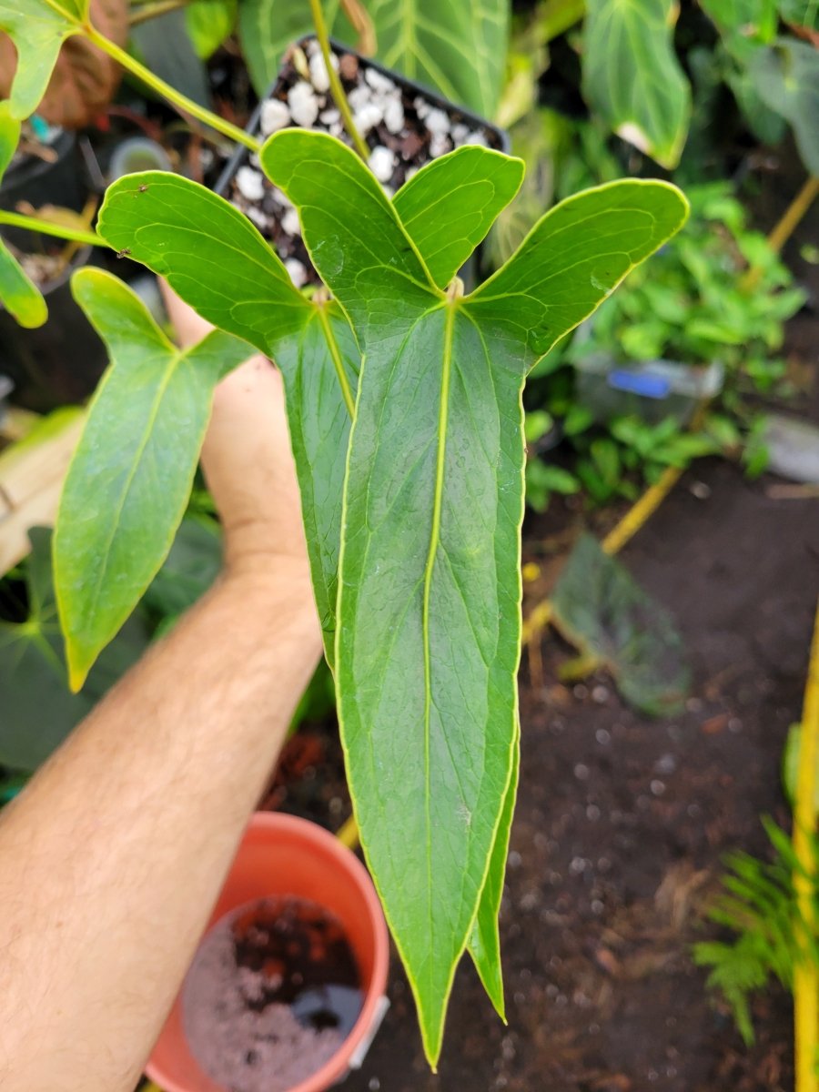 Anthurium Angustilobum
