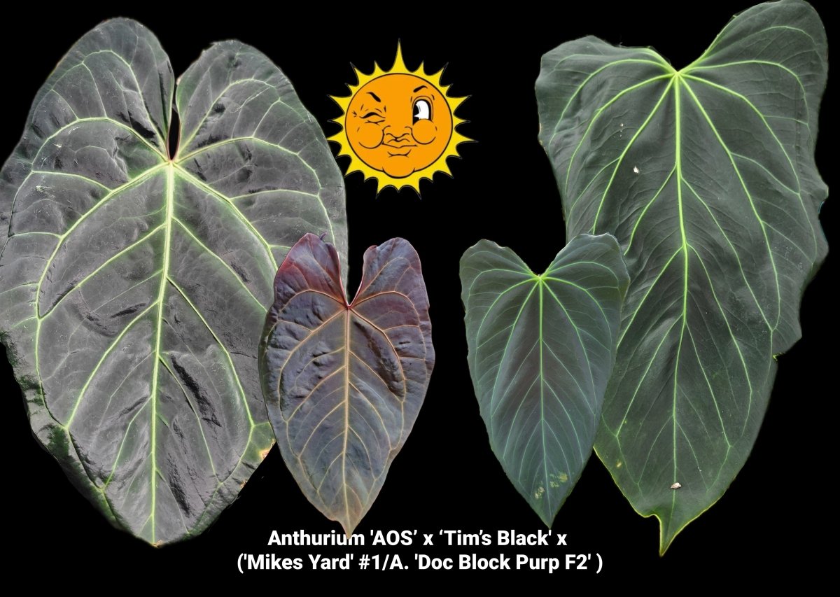 Anthurium 'AOS' x 'Tim's Black' x ('Mikes Yard' #1/A. 'Doc Block