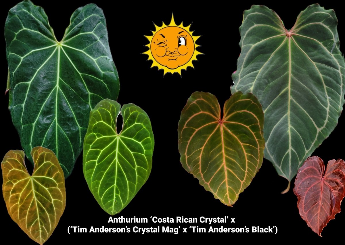 Anthurium ‘Costa Rican Crystal’ x ‘( Tim Anderson’s Crystal Mag’ x ‘Tim Anderson’s Black’) (A66) (small) - Nice Plants Good Pots