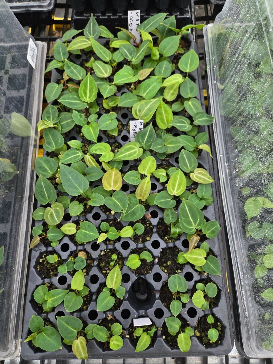 Anthurium 'Doc Block Red' F2 x (A. 'Doc Block Purple’ F2 /A. 'Tim Anderson Mag/Pap') (A3) - Nice Plants Good Pots