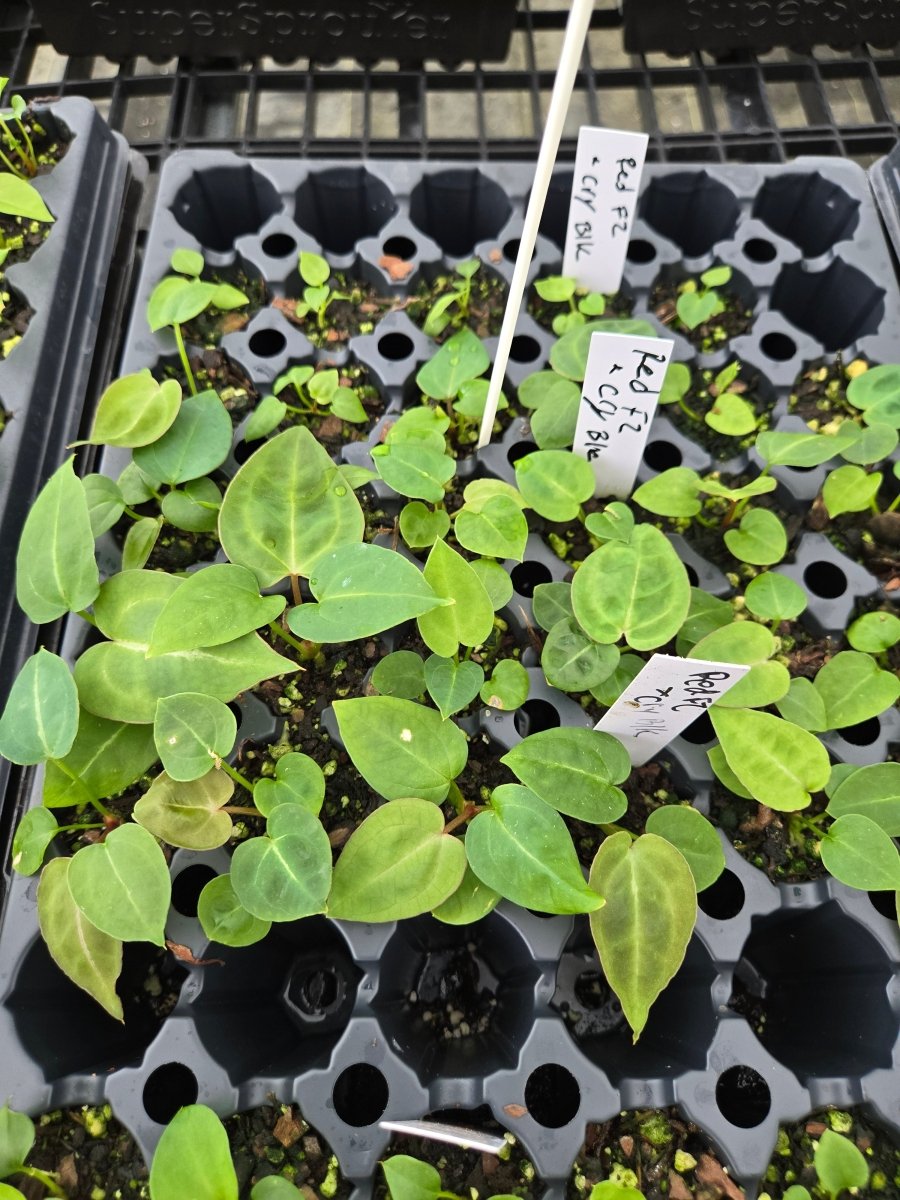 Anthurium 'Doc Block Red F2' x A. (Tim Anderson 'Crystal Mag/Tim's Black') (A19) - Nice Plants Good Pots