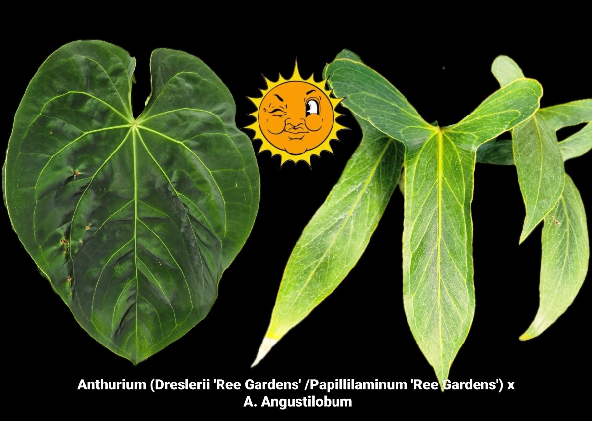 Anthurium (Dreslerii 'Ree Gardens' /Papillilaminum 'Ree Gardens') x A. Angustilobum (A29) - Nice Plants Good Pots