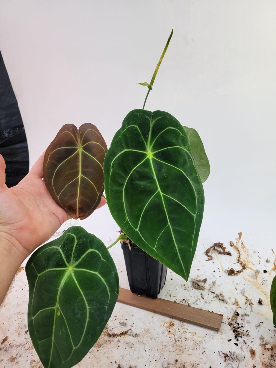 US SELLER - 3 Anthurium Magni store verde x dark forgetii ( seedlings pictured )