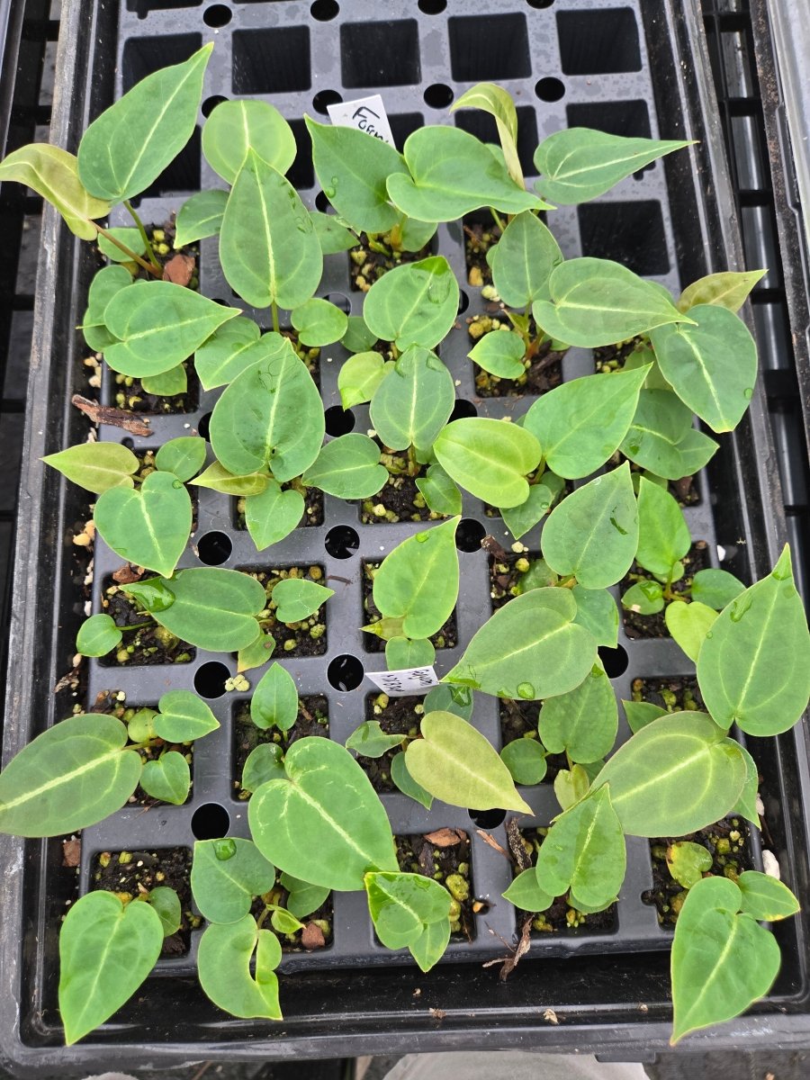 Anthurium 'Forgettii' x A. 'Doc Block Purp F2' (A5) - Nice Plants Good Pots