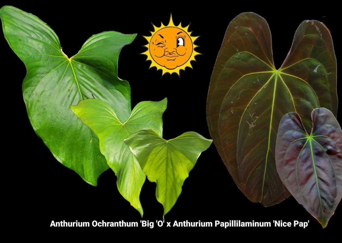 Anthurium Ochranthum 'Big 'O' x Anthurium Papillilaminum 'Nice Pap' (A17) - Nice Plants Good Pots