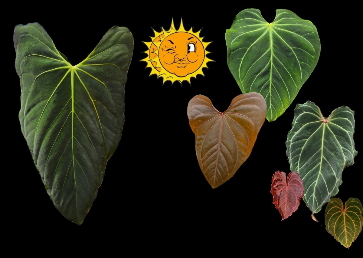 Anthurium Papilliaminum 'Ree Gardens' x A. 'Tim Anderson Mag/Pap' or A.'Tim Anderson Crystal Mag' x 'Tim's Black' (A41) - Nice Plants Good Pots