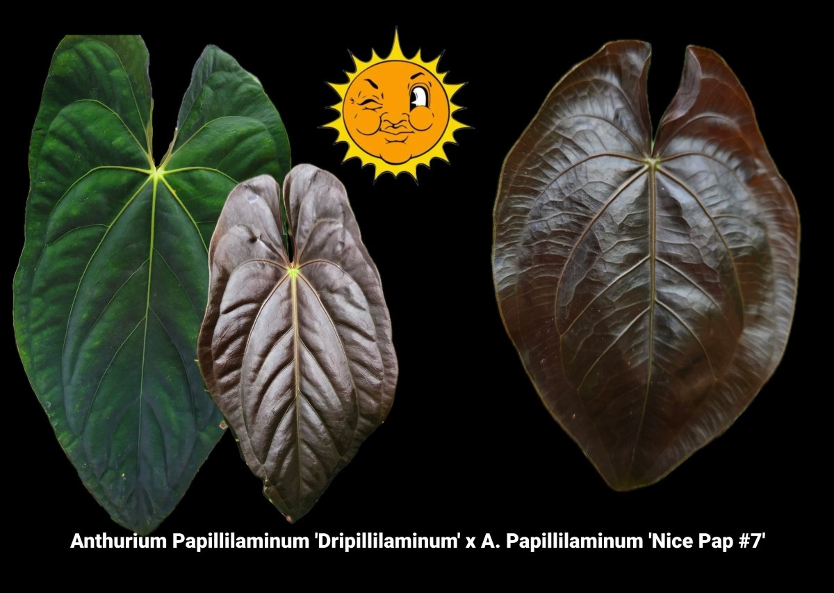 Anthurium Papillilaminum 'Dripillilaminum' x A. Papillilaminum 'Nice Pap 007' (A4) - Nice Plants Good Pots