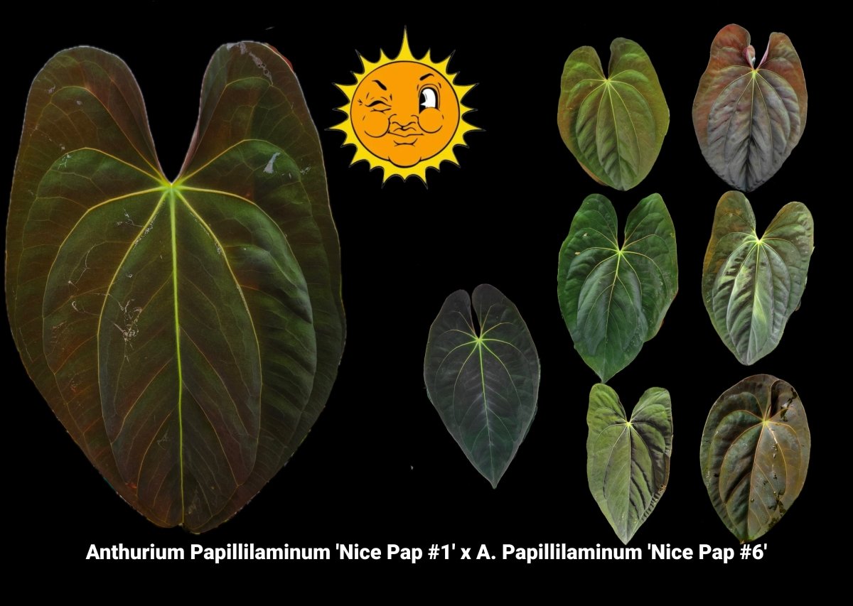 Anthurium Papillilaminum 'Nice Pap 1' x A. Papillilaminum 'Nice Pap 6' (A18) - Nice Plants Good Pots