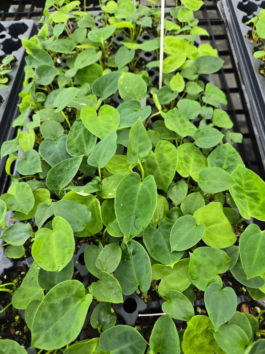Anthurium Papillilaminum 'Nice Pap 1' x A. Papillilaminum 'Nice Pap 6' (A18) - Nice Plants Good Pots