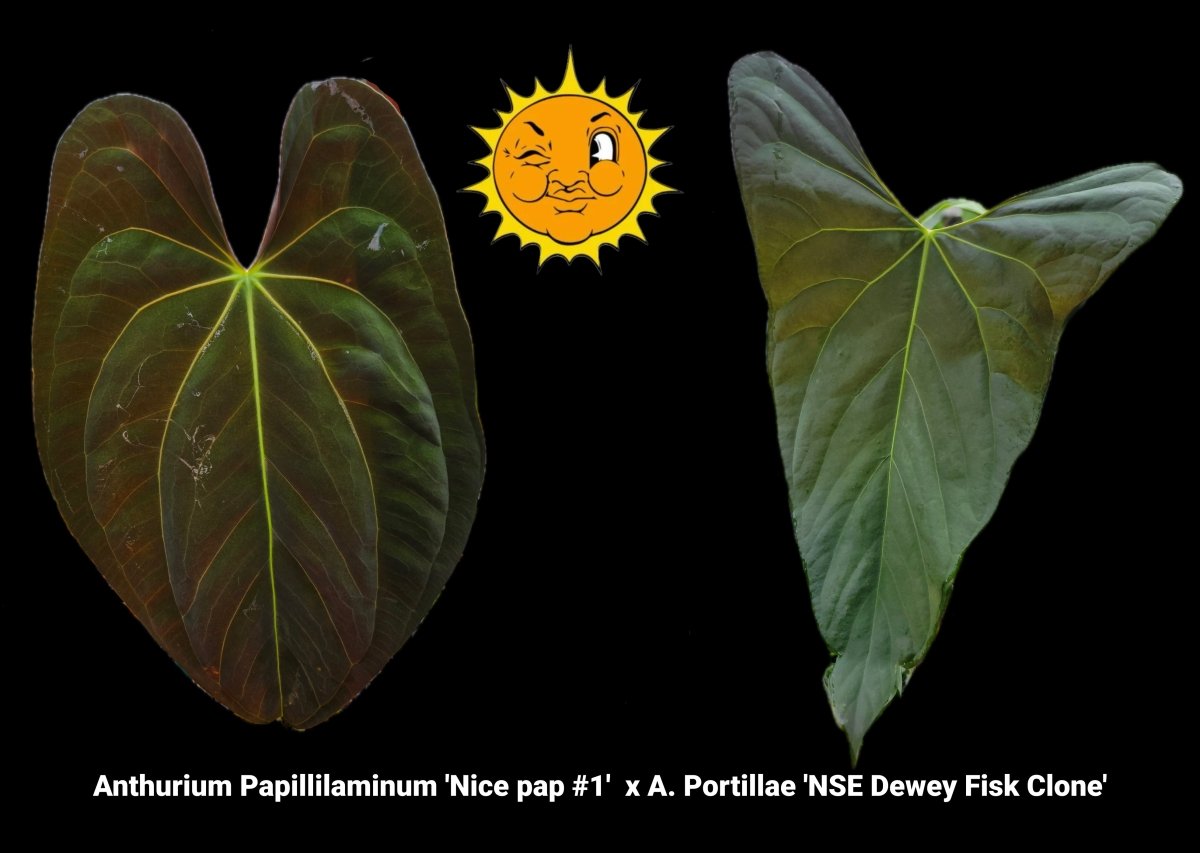 Anthurium Papillilaminum 'Nice pap 1' x A. Portillae 'NSE Dewey Fisk Clone' (A37) - Nice Plants Good Pots