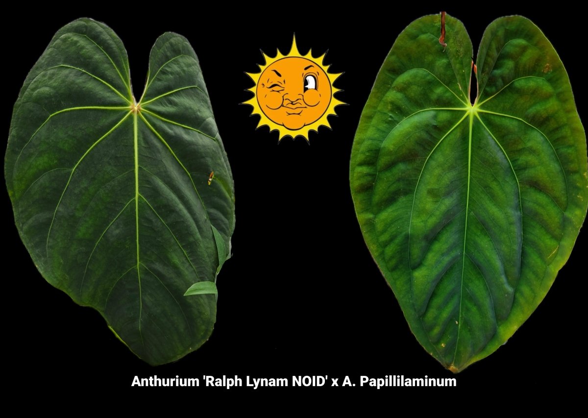 Anthurium 'Ralph Lynam NOID' x A. Papillilaminum (A36) - Nice Plants Good Pots