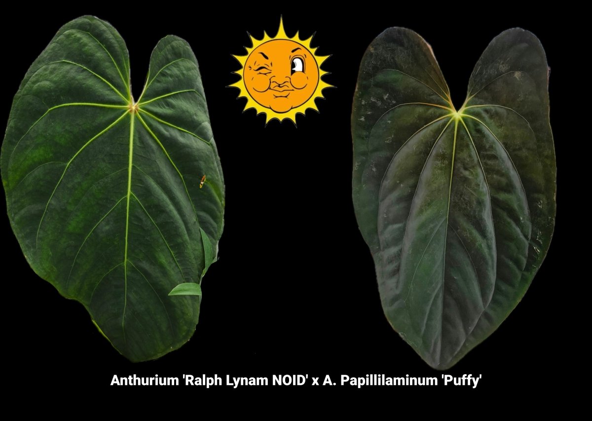 Anthurium 'Ralph Lynam NOID' x A. Papillilaminum 'Puffy' (A23) - Nice Plants Good Pots