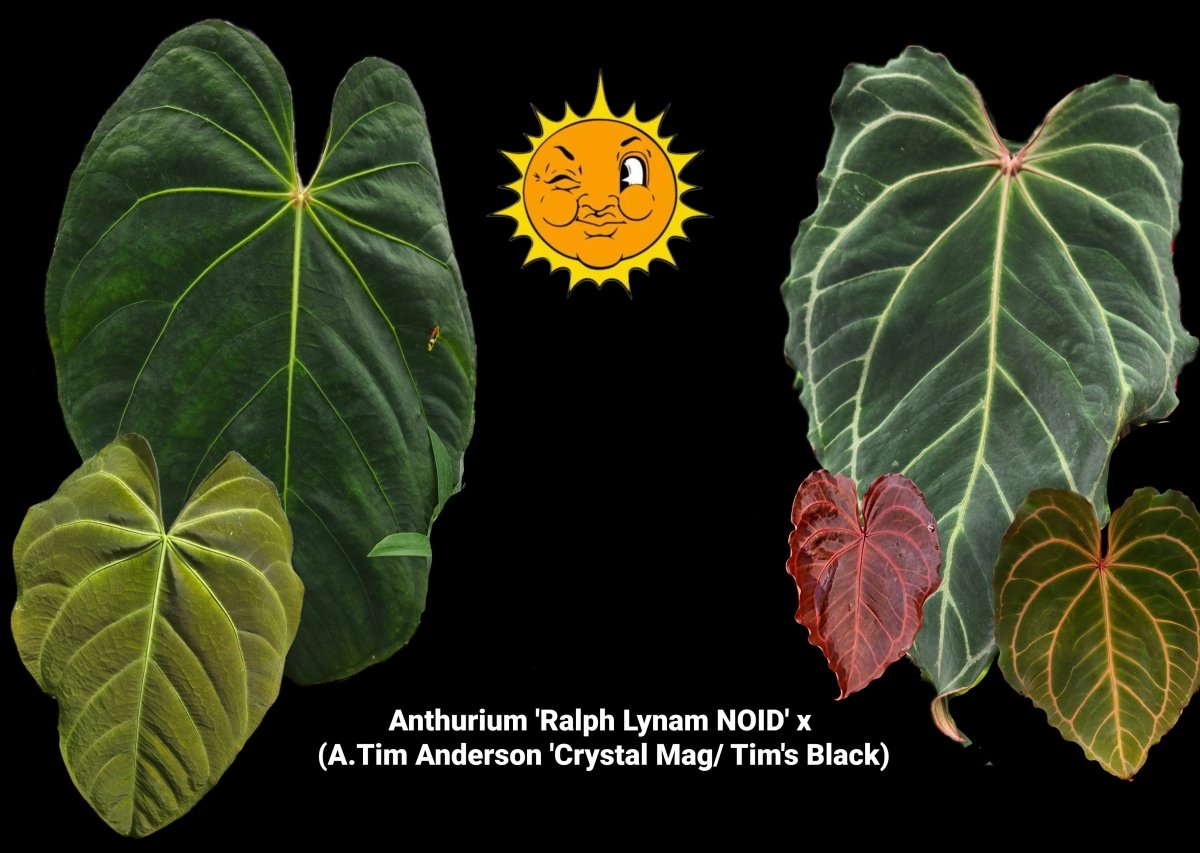 Anthurium 'Ralph Lynam NOID' x (A.Tim Anderson 'Crystal Mag/ Tim's Black) (A42) - Nice Plants Good Pots