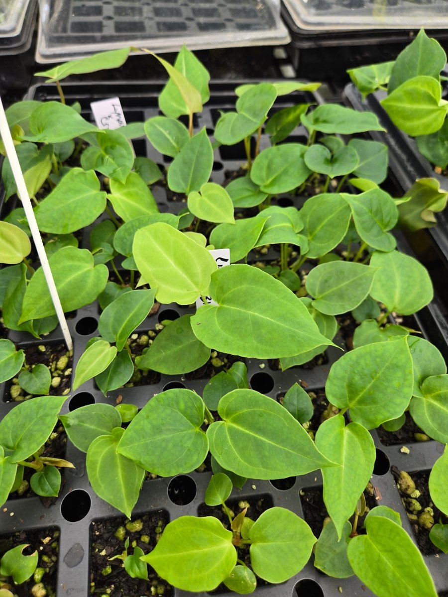 Anthurium 'Ralph Lynam NOID' x (A.Tim Anderson 'Crystal Mag/ Tim's Black) (A42) - Nice Plants Good Pots