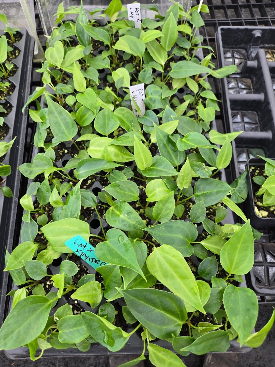 Anthurium 'Rotundatum X' x (A. 'Rotundatum x' / 'Doc Block Purple' F2) (A15) - Nice Plants Good Pots