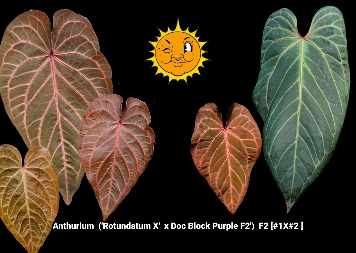 Anthurium ('Rotundatum X' x Doc Block Purple F2') F2 [#1X#2] (A45