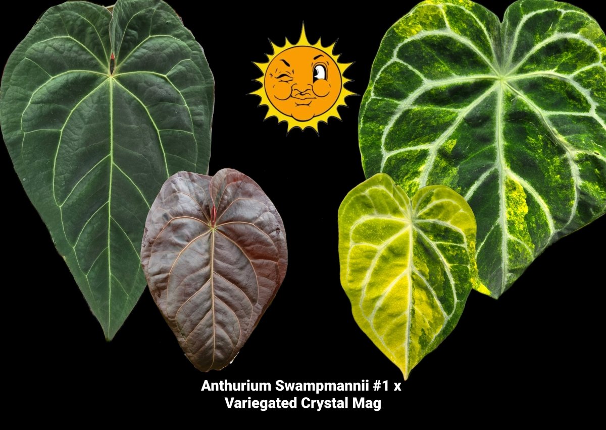Anthurium 'Swampmannii #1' X Variegated Crystal Mag (A27) – Nice
