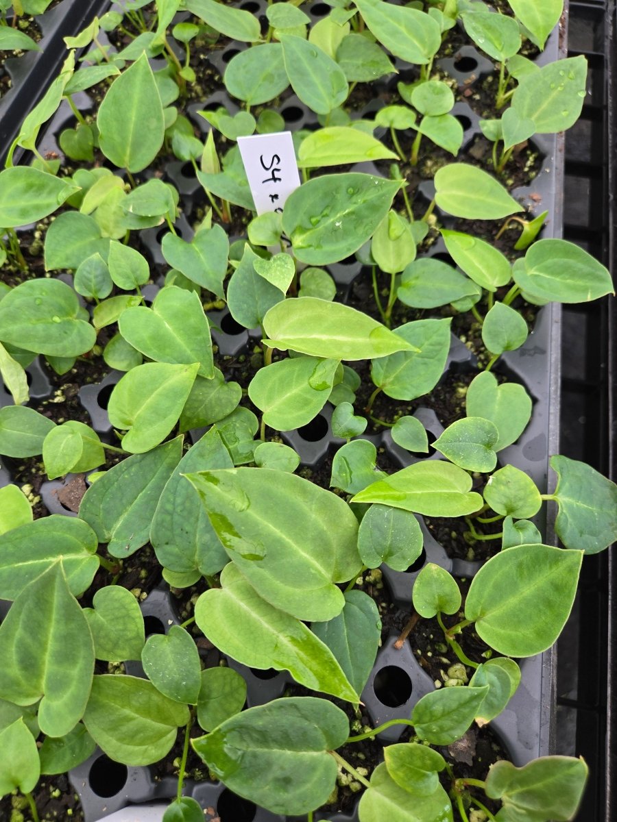 Anthurium 'Swampmannii Round' x open (A30) - Nice Plants Good Pots