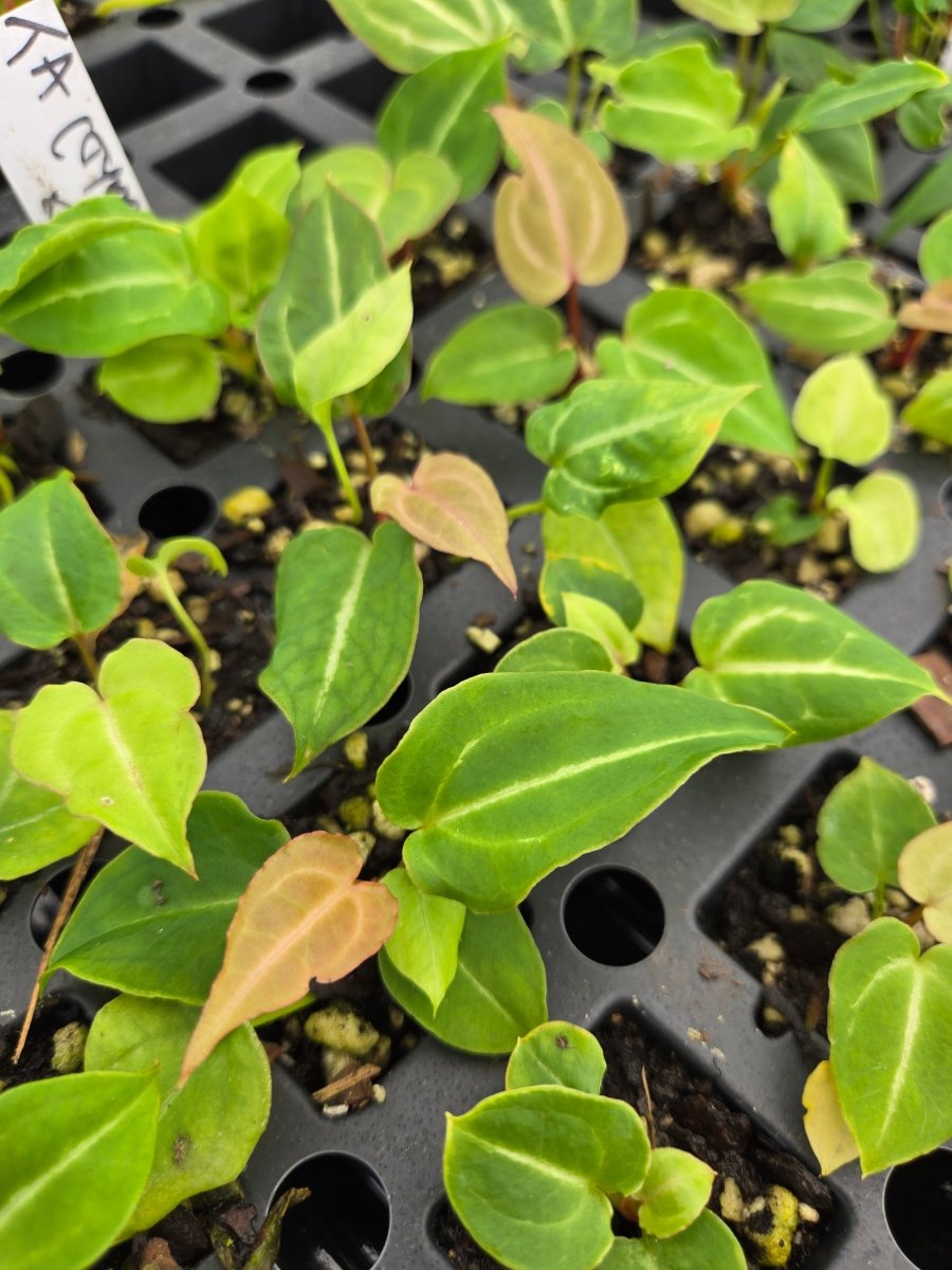 Anthurium (Tim Anderson 'Crystal Mag/Tim's Black') x Self (A44) - Nice Plants Good Pots