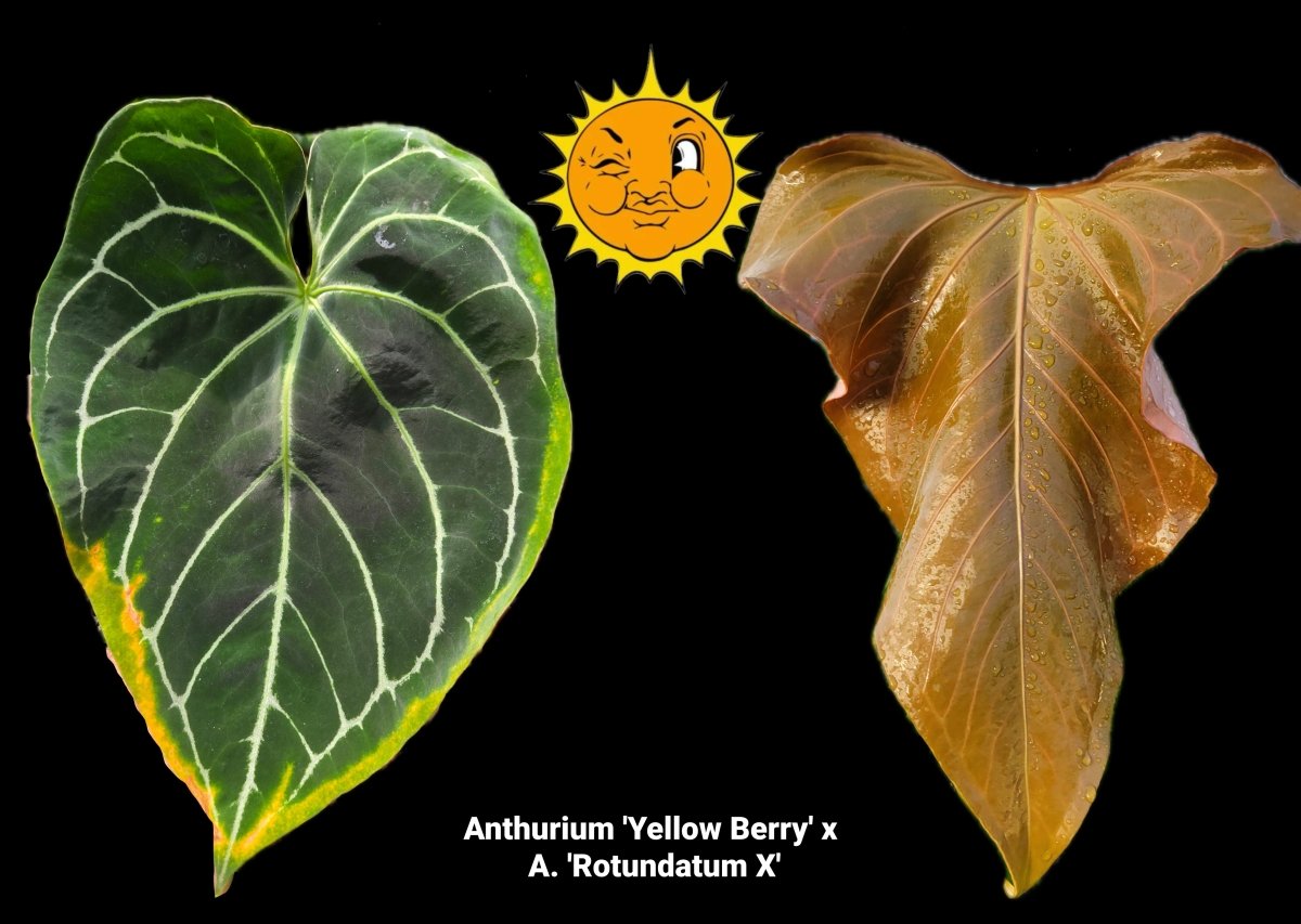 Anthurium 'Yellow Berry' x A. 'Rotundatum X' (A40) - Nice Plants Good Pots