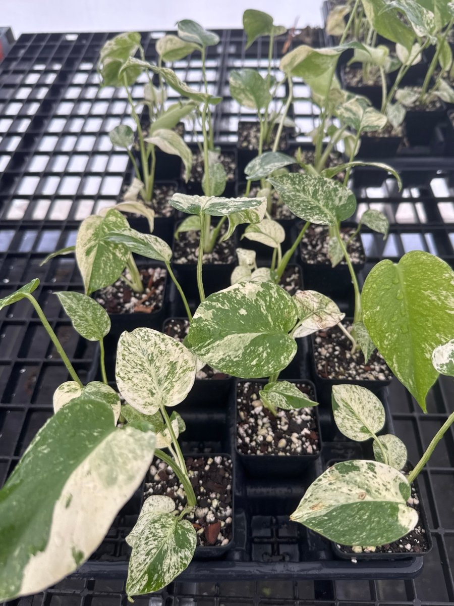 Monstera Deliciosa “Mint” – Nice Plants Good Pots