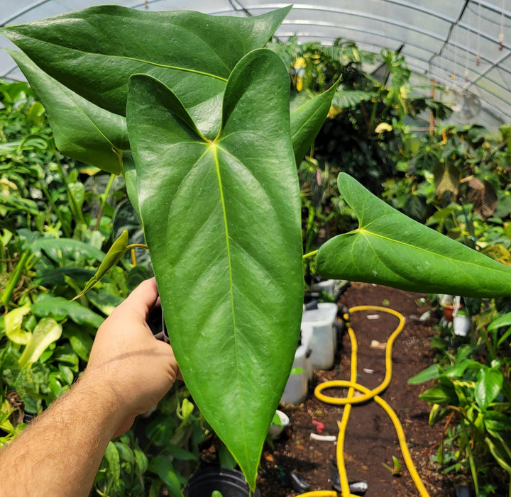 Anthurium Lucens. XL Seed Grown.  Rare Mexican Anthurium from John Banta's private collection  -#A6