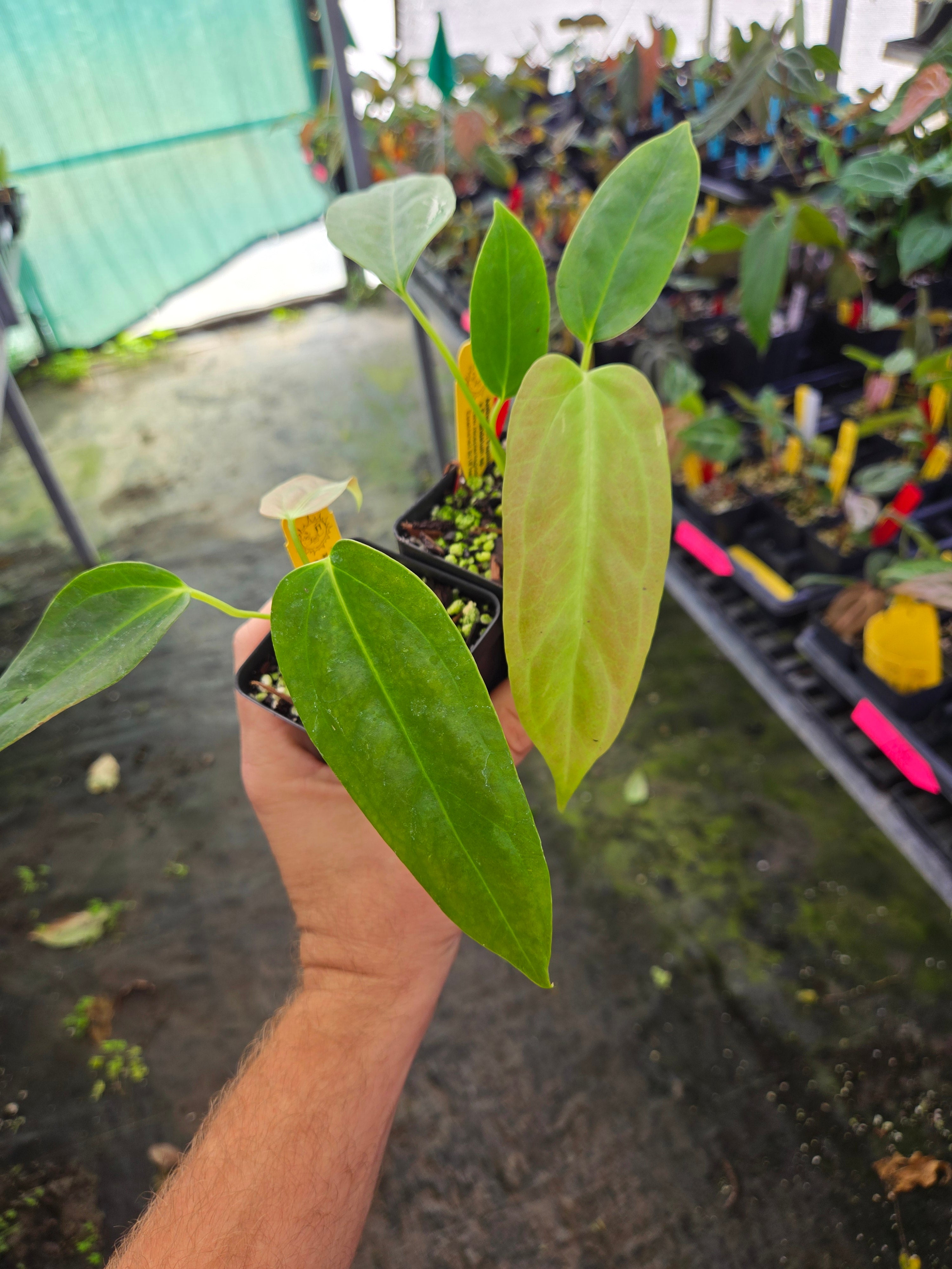 Anthurium Papillilaminum 'Ree Gardens' x Rotundatum sp. (A109