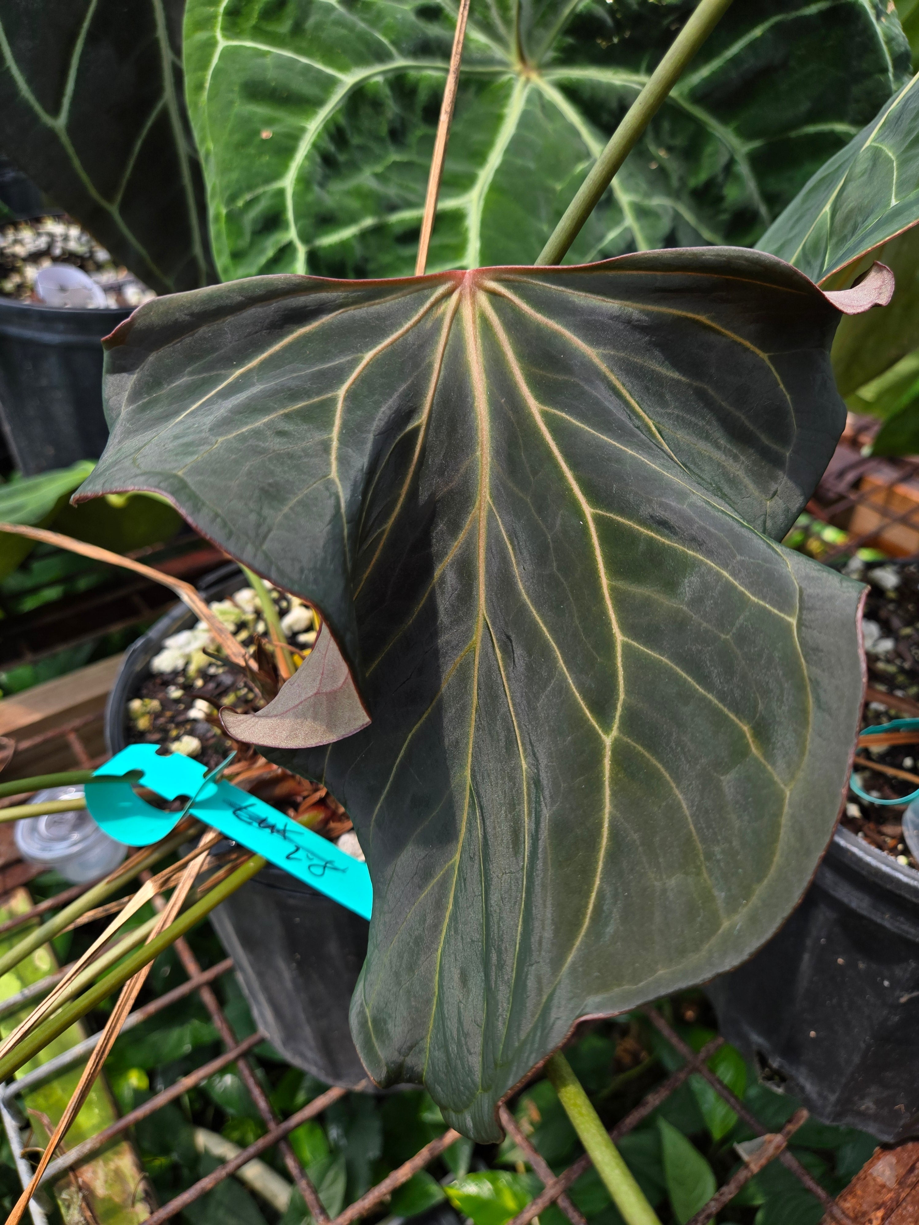 Understanding Breeding Generations in Anthuriums