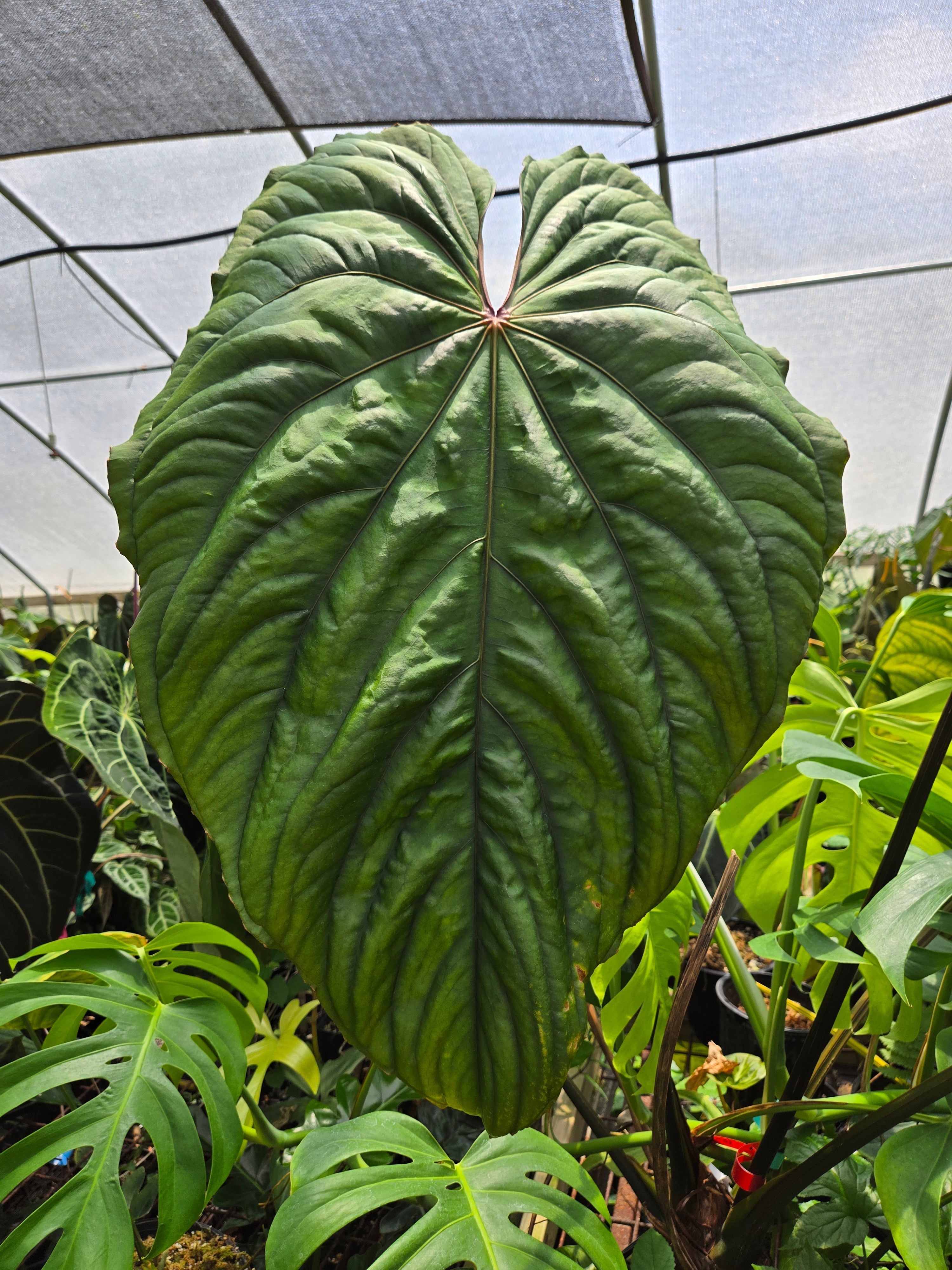 How Long Anthurium Seeds Take to Develop