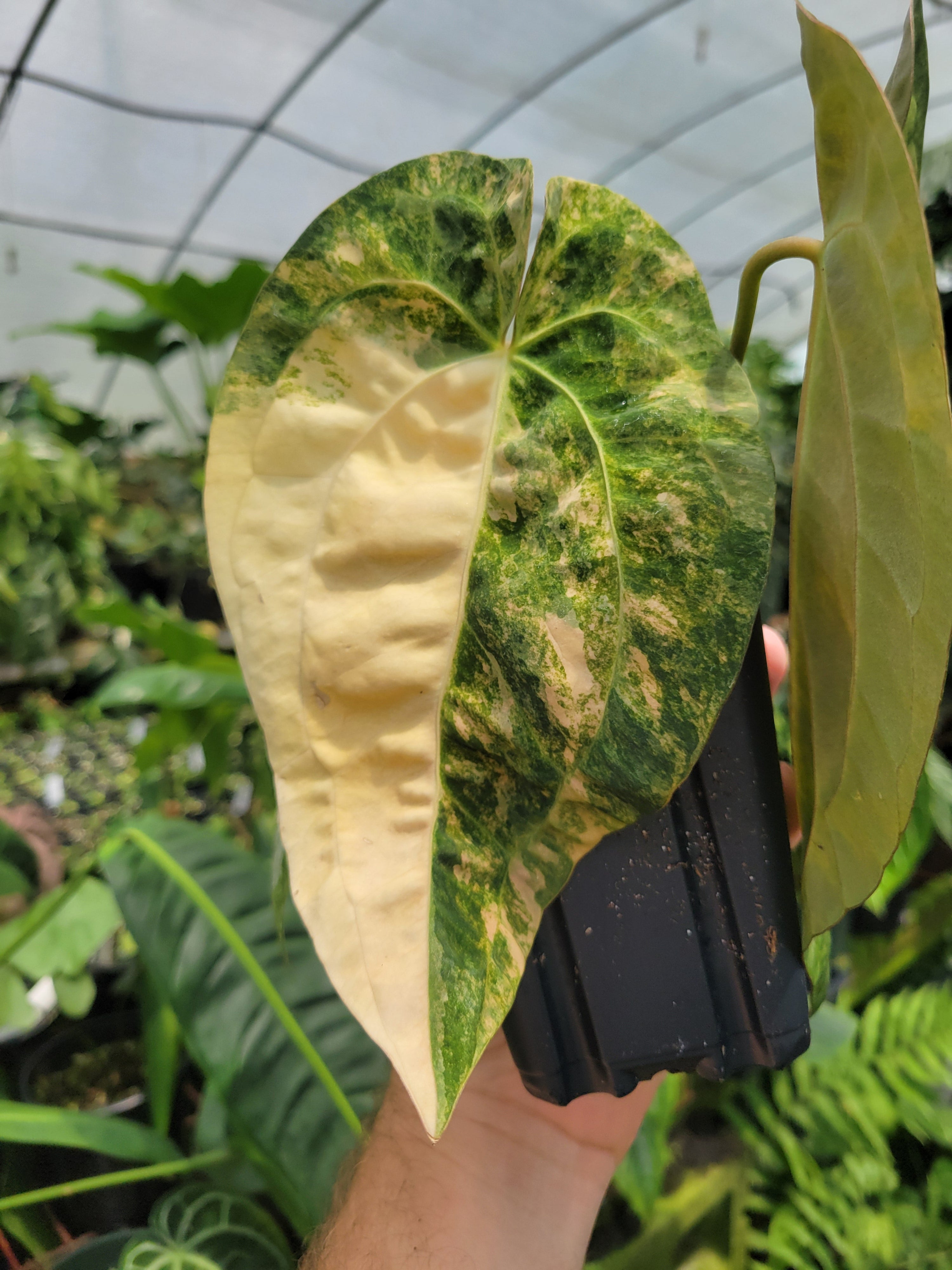 Indoor Anthurium Lighting Explained