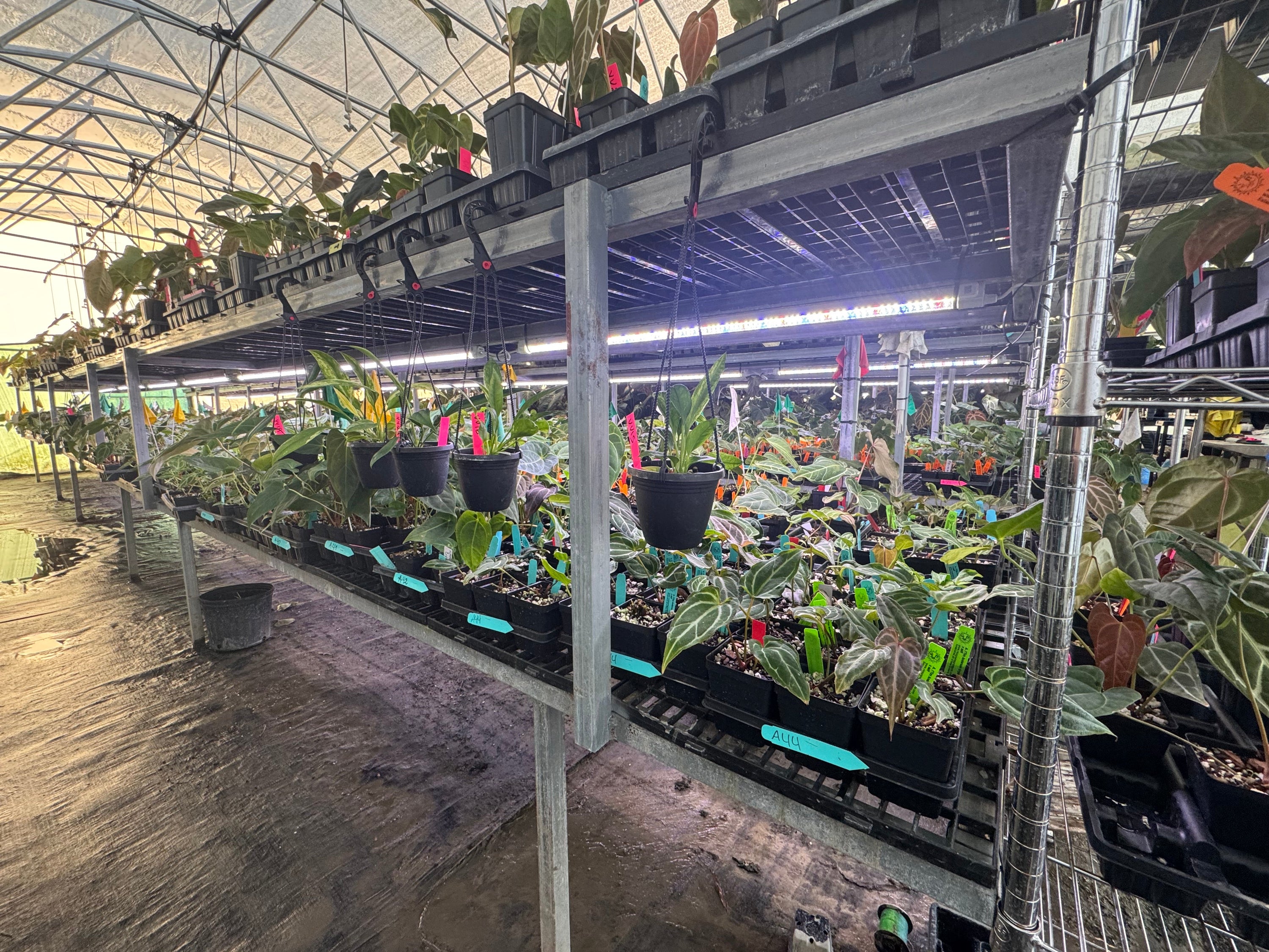 How to Grow Anthuriums Indoors | Care Tips