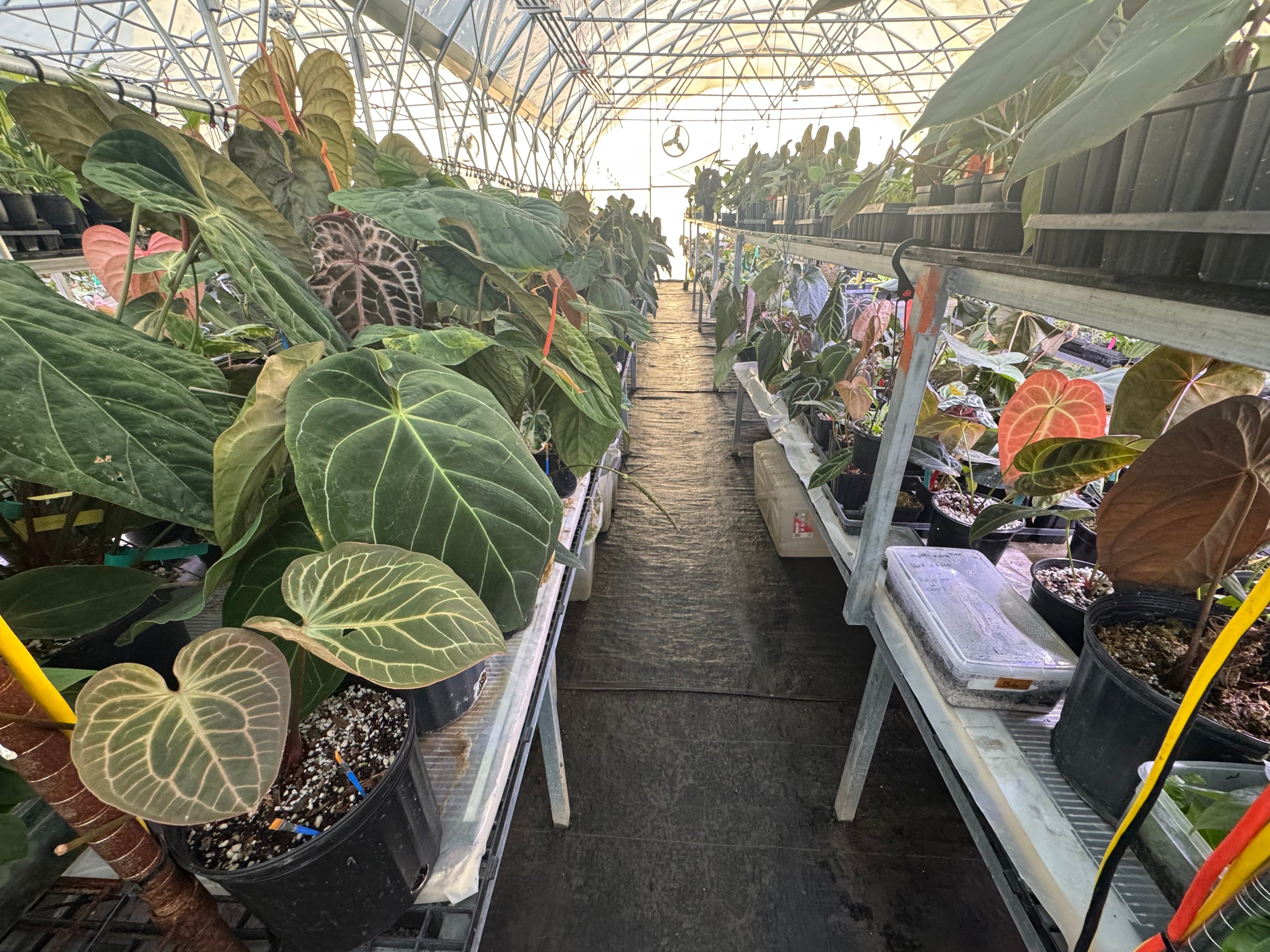 Acclimating Your New Plants