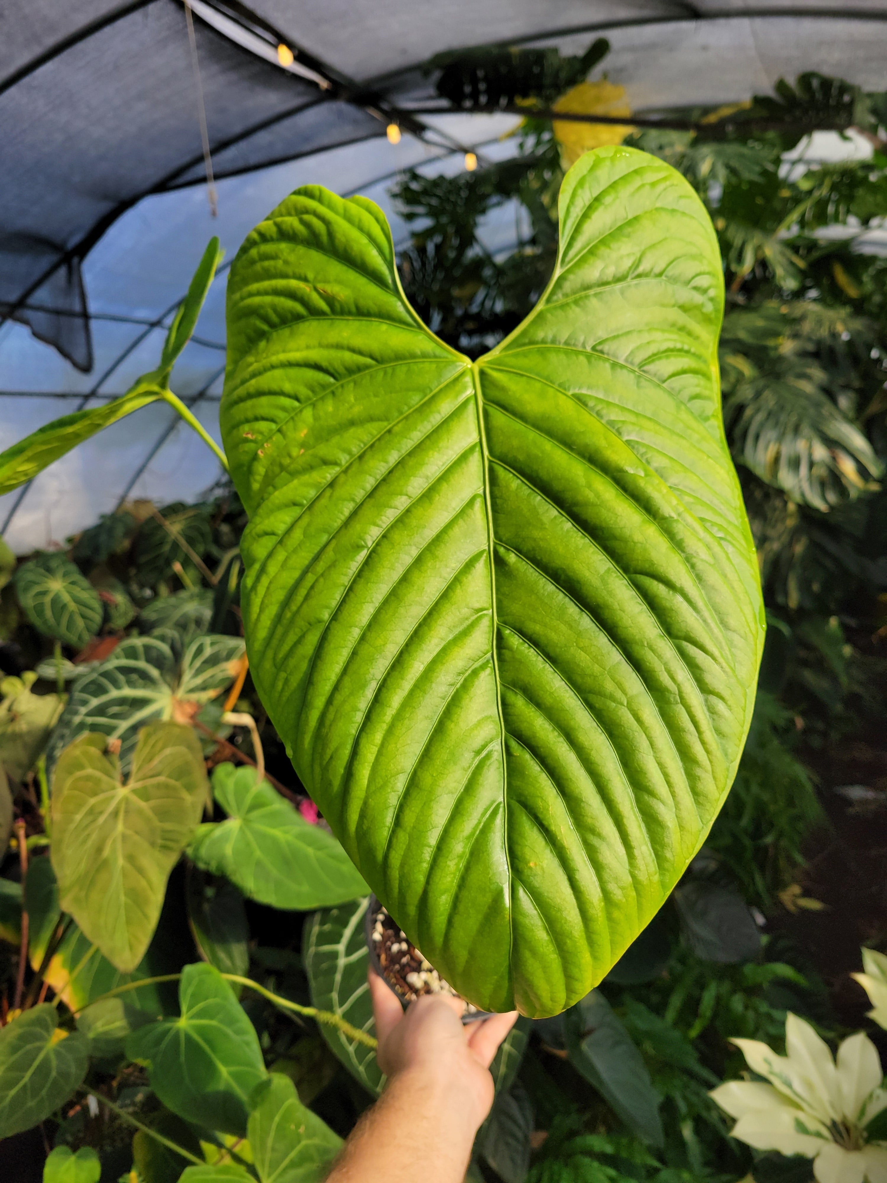 Common Anthurium Terms Explained