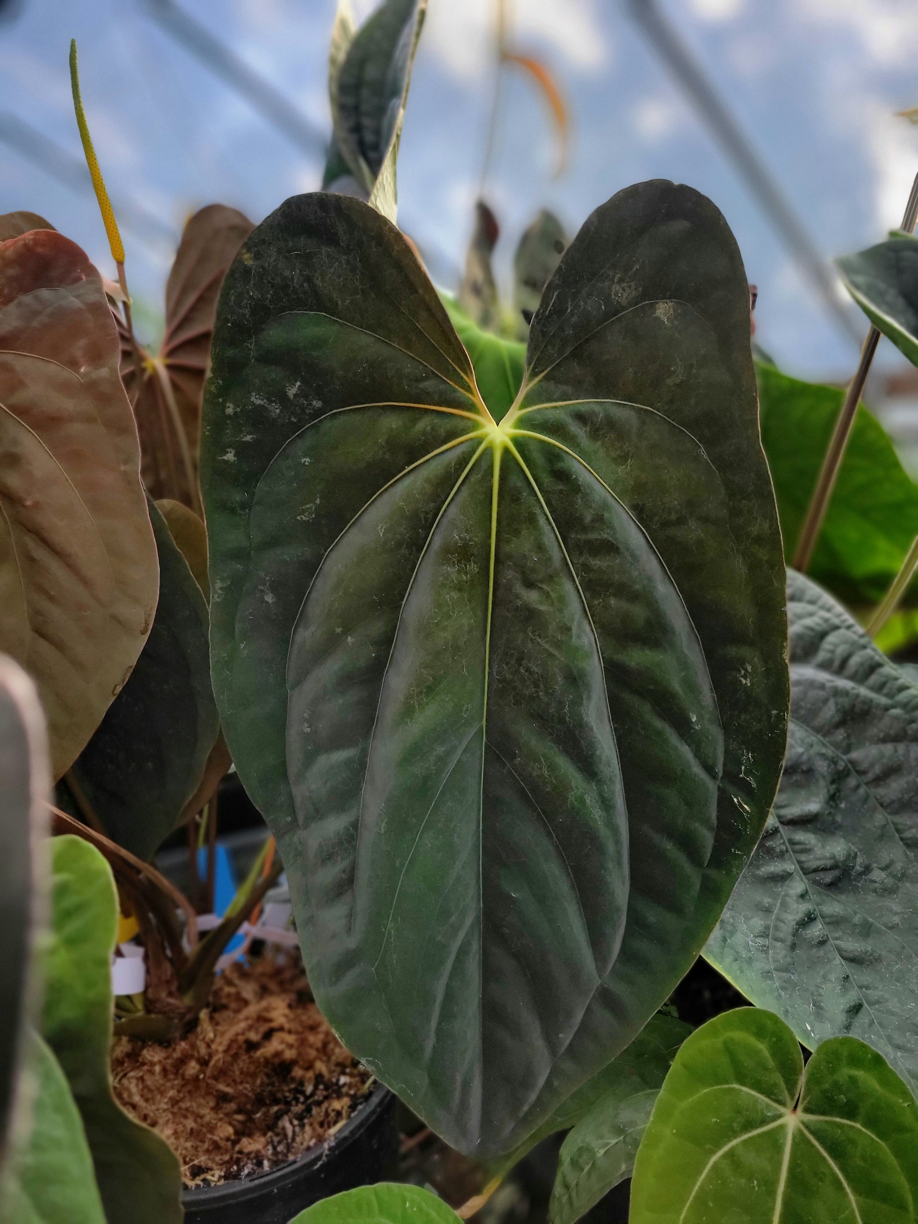 How Anthurium Pollination Works