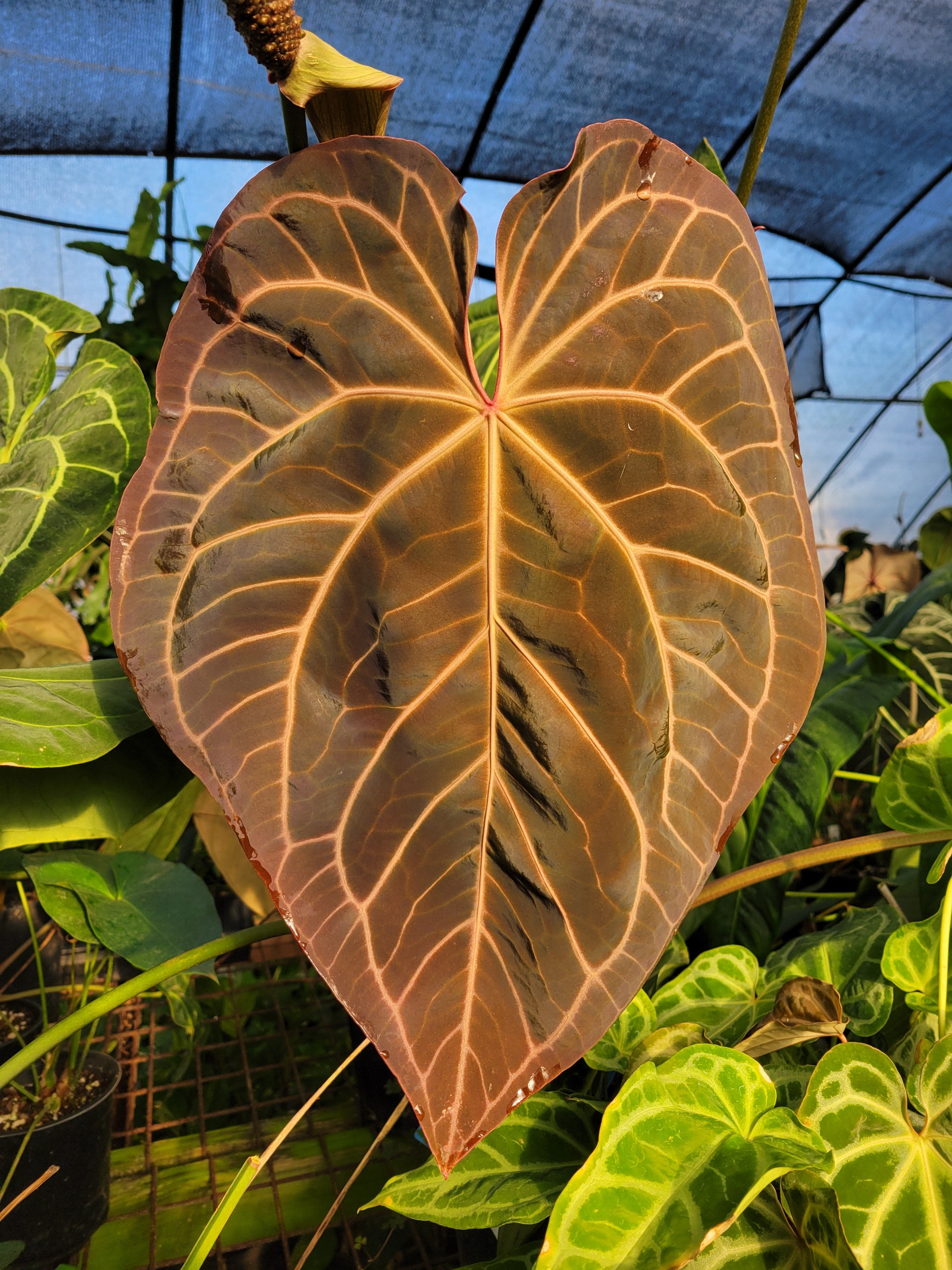 Anthurium Anatomy Guide for Growers