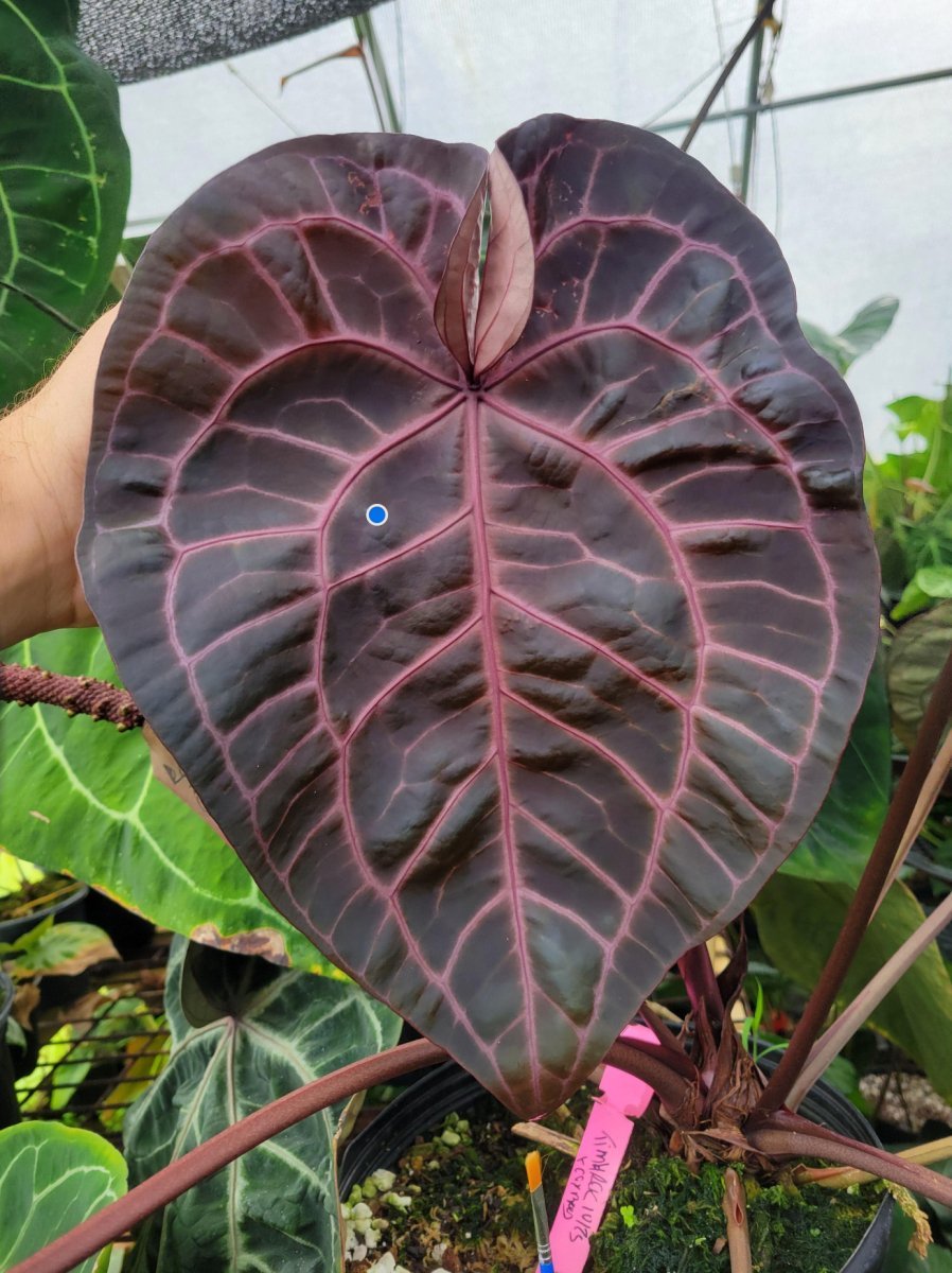 The Anthuriums used in Hybridization - Nice Plants Good Pots