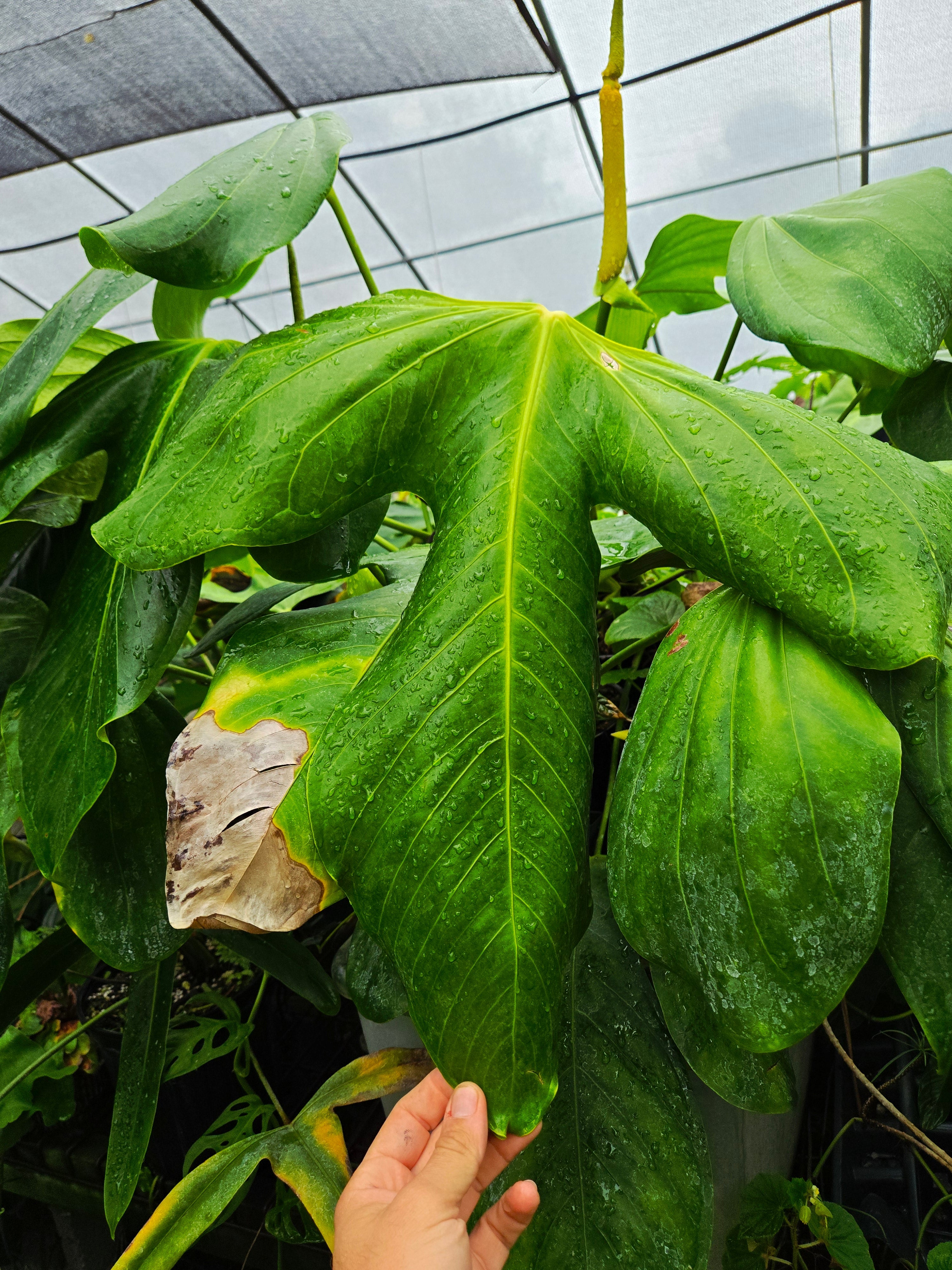Species Anthuriums
