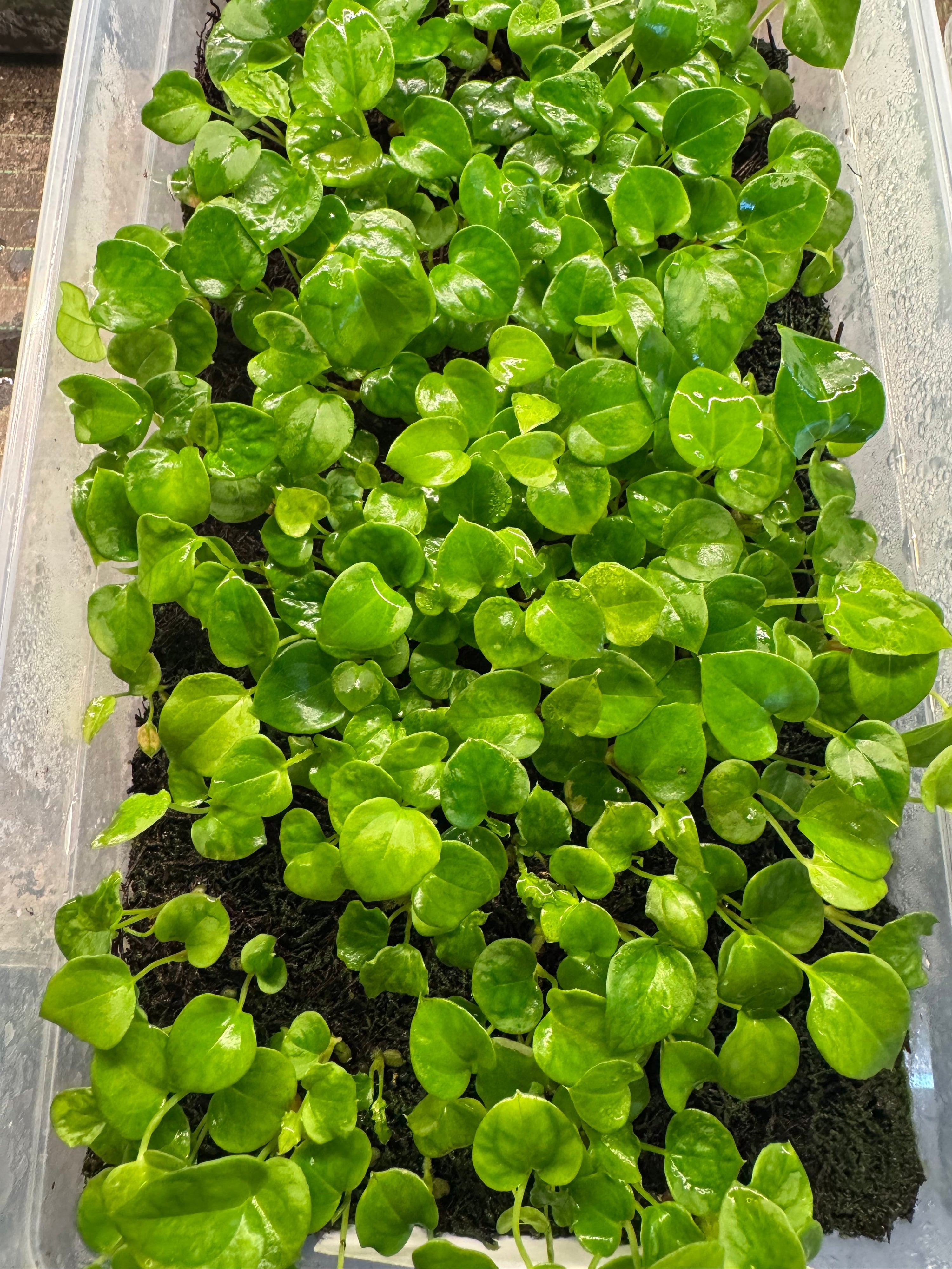 Available Seeds