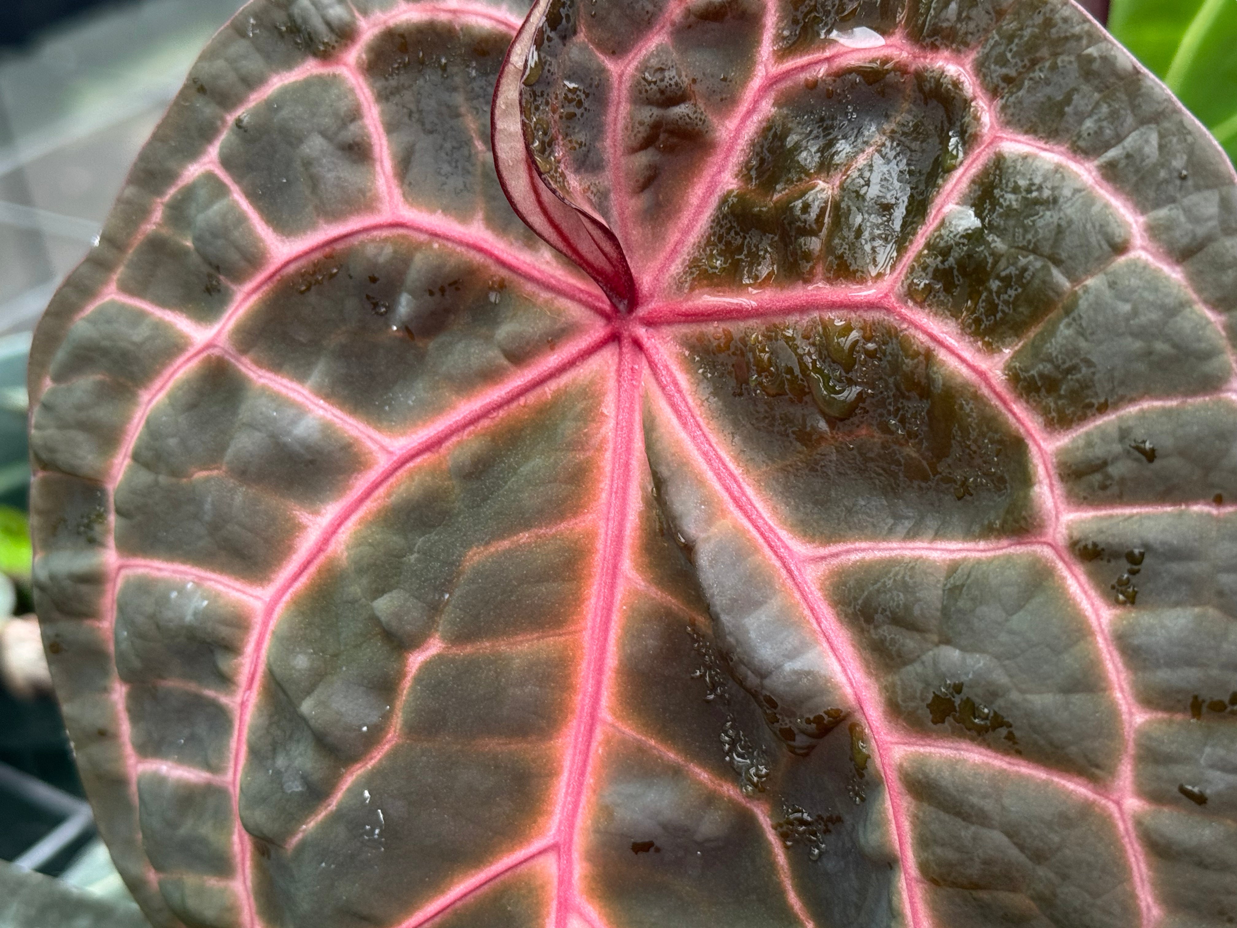 SKG Anthurium Lineage — Nice Plants Good Pots