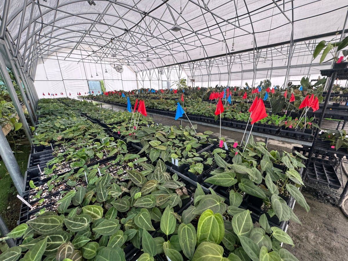 Anthuriums - Nice Plants Good Pots