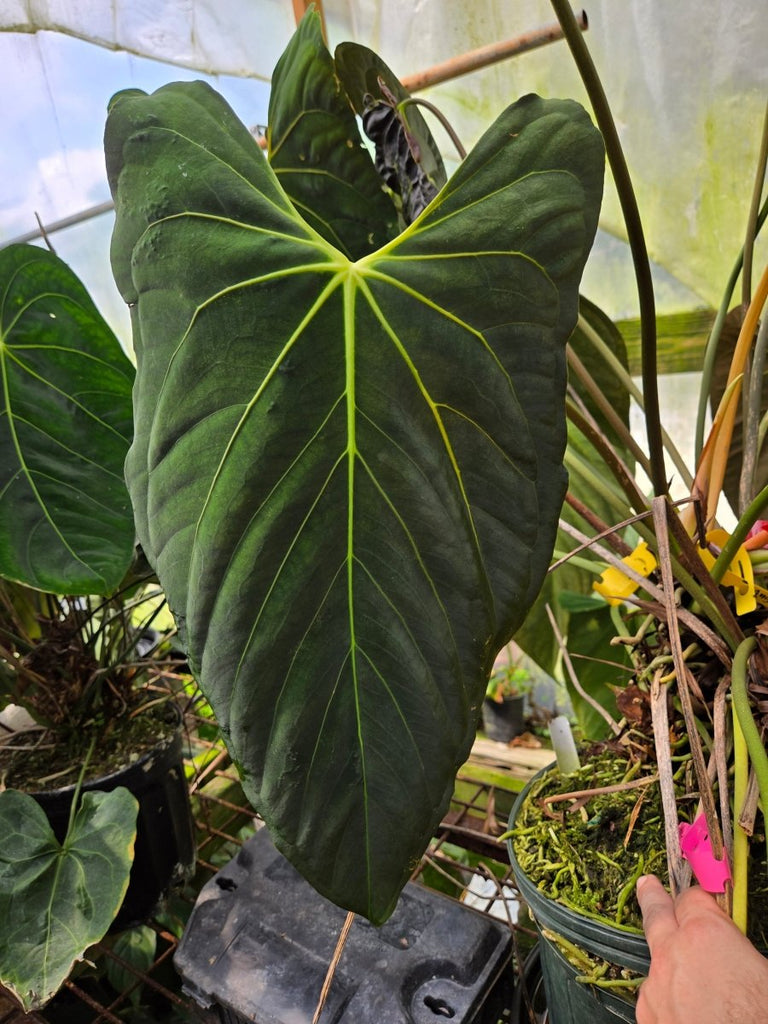 お*る様 アンスリウムPapi ‘Ree Gardens’ self の 株分け アンスリウムPapi 'Ree Gardens' self の 株分け株