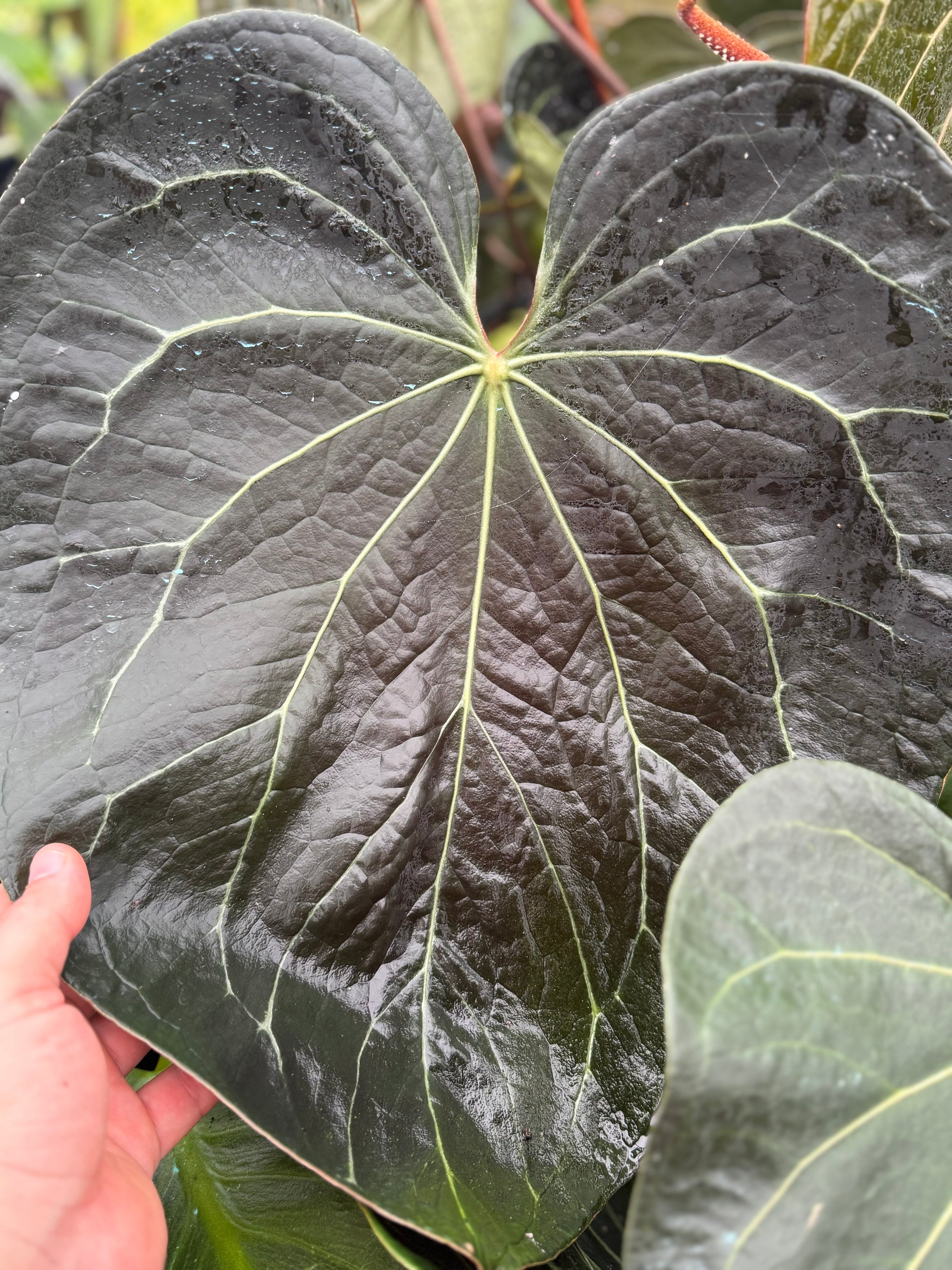 Specimen Anthuriums